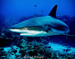 Close encounter with a Caribbean reef shark in Roatan by Carl Pingry 